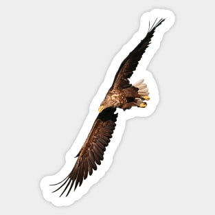 White tailed Eagle Sticker